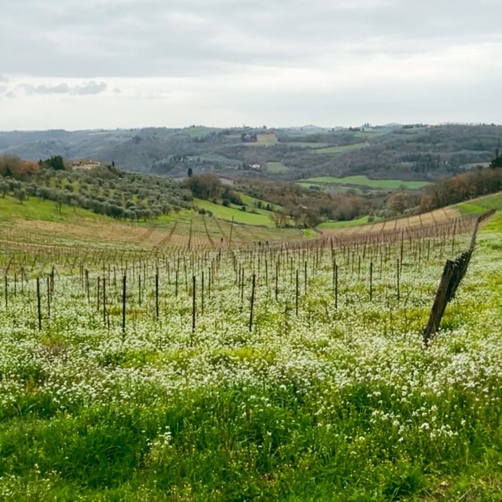 Chianti Classico Il Colle Winery Tour
