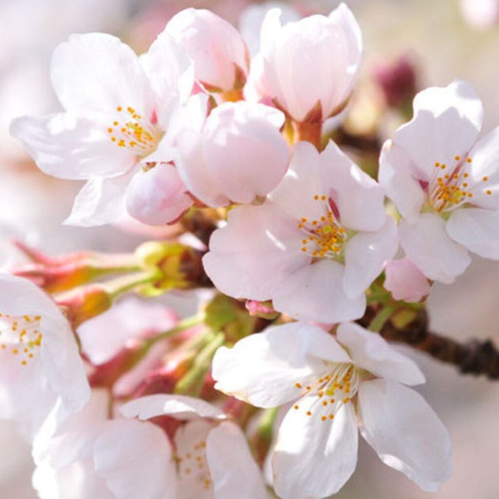 How to detect wine aromas