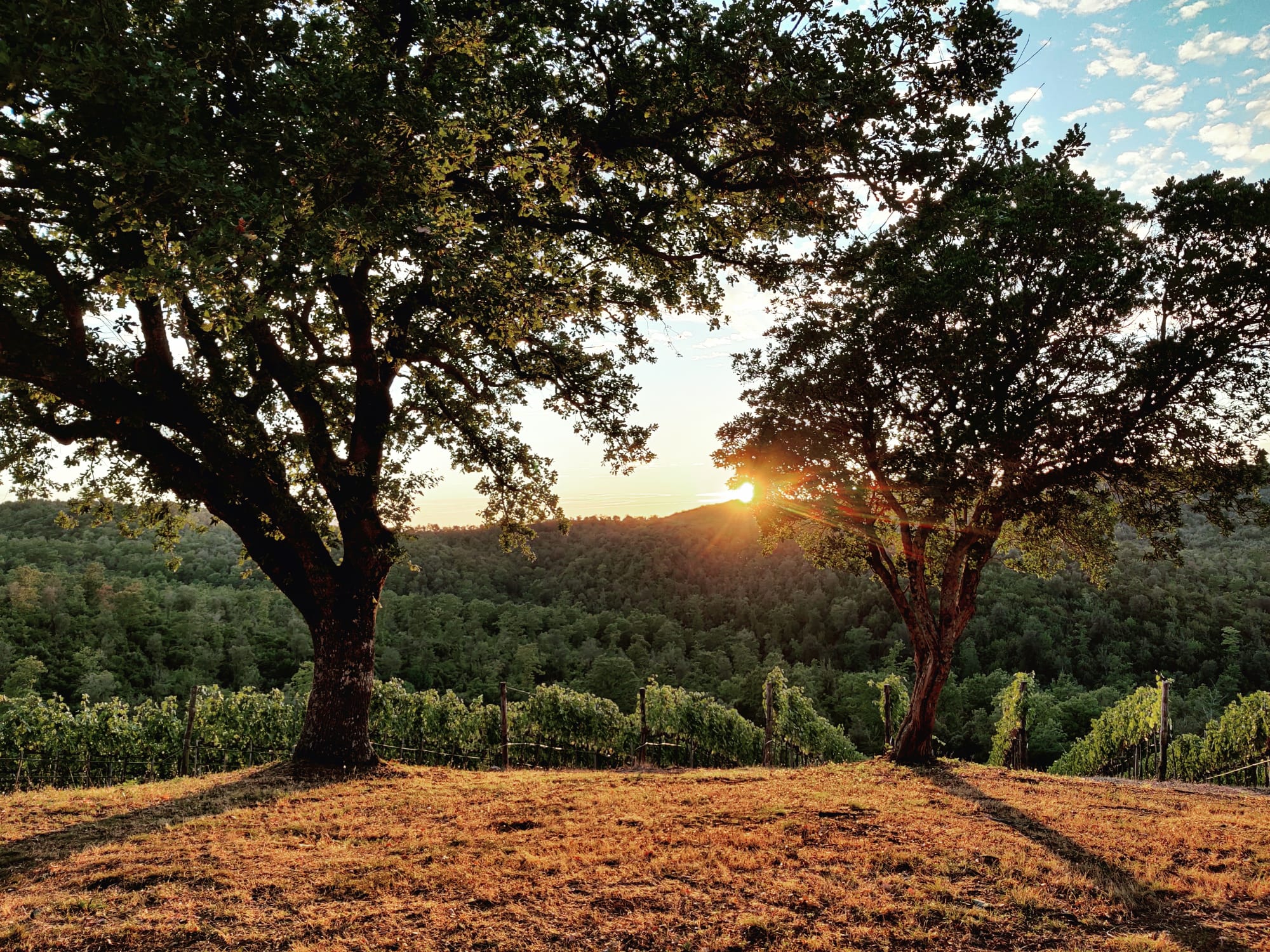 San Guglielmo Brunello di Montalcino