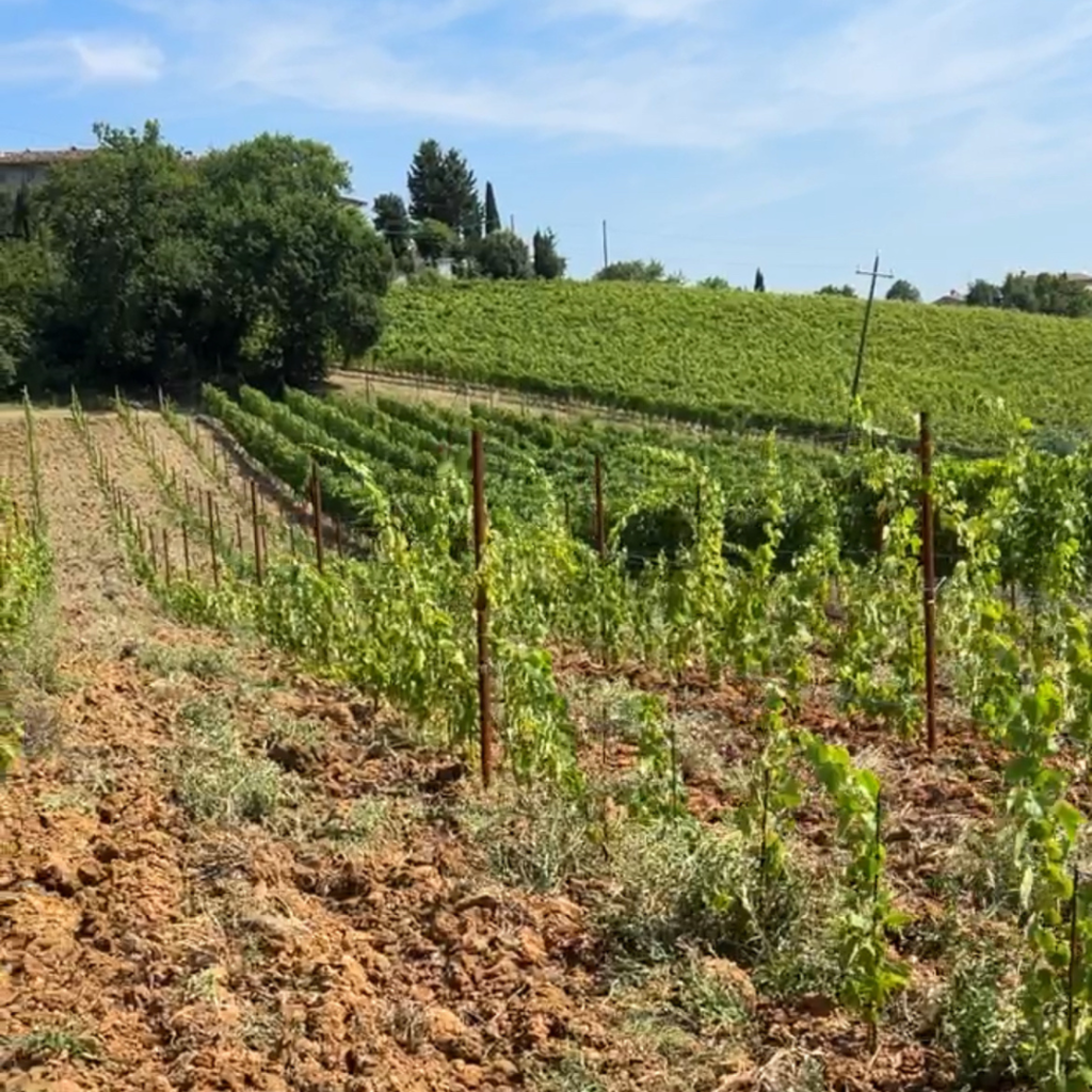 Vernaccia di San Gimignano Colombaio di Santachiara